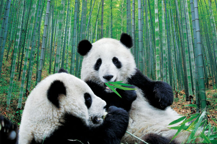 成都 • 大熊貓繁育研究基地