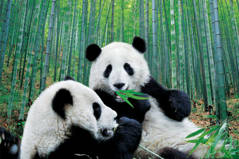 成都 • 大熊貓繁育研究基地